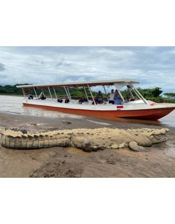 Crocodile Tour on the...