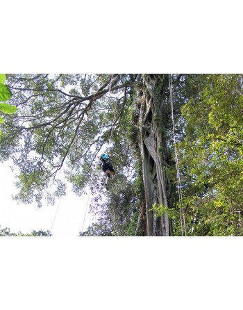 Ficus Tree Climbing - Regular