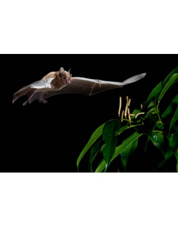 Bat Jungle - Regular